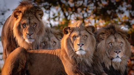 Lion herd wallpaper