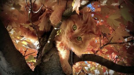 Autumn Adventure of a Red Cat in a Tree wallpaper