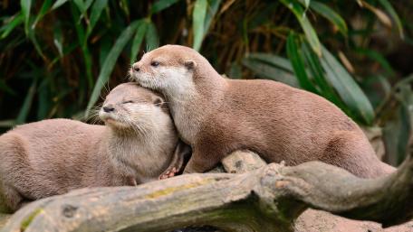 Animals in the moment of love wallpaper