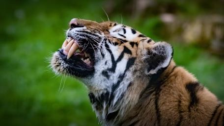 Majestic Tiger Snarling Wallpaper wallpaper