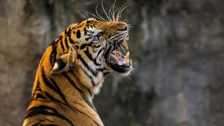 Majestic Roar of the Tiger wallpaper