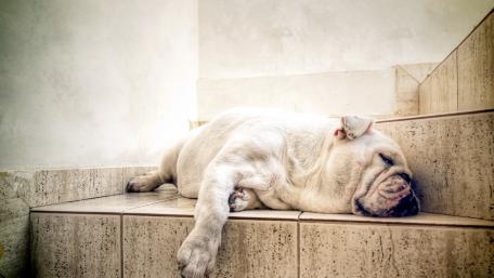 Sleepy Bulldog Relaxing on Stairs wallpaper