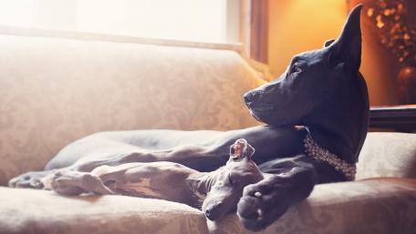 Majestic Great Danes Relaxing Together wallpaper