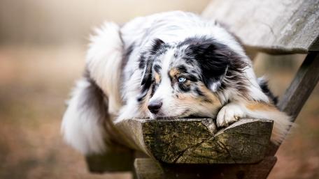 Australian Shepherd wallpaper