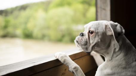 Boxer Dog Gazing Out the Window wallpaper