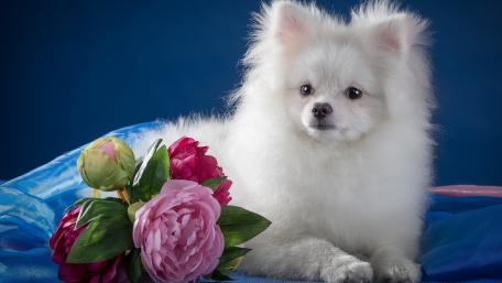 Fluffy White Pomeranian Surrounded by Flowers wallpaper
