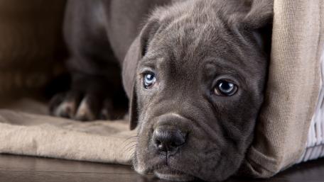 Cane corso puppy wallpaper