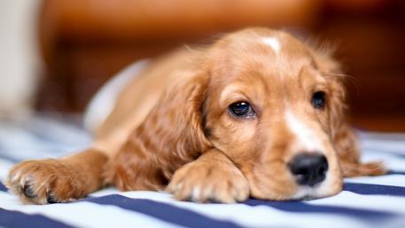 Cute Cocker Spaniel Puppy Relaxing on a Blanket wallpaper