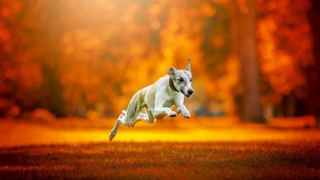 Greyhound wallpaper