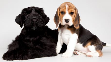 Adorable Puppies in Playful Companionship wallpaper