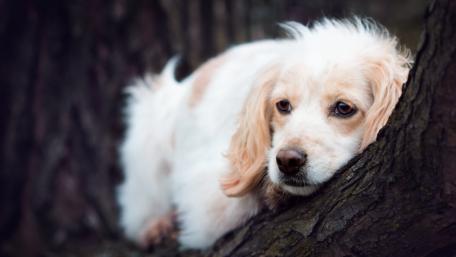 Charming Dog Resting Against Tree Trunk wallpaper