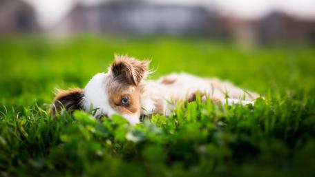 Playful Puppy on Soft Green Grass wallpaper