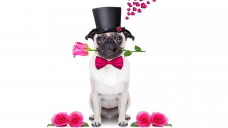 Charming Pug in a Gentleman Outfit wallpaper