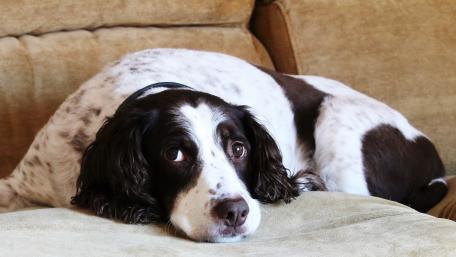 Cozy English Springer Spaniel Relaxing at Home wallpaper