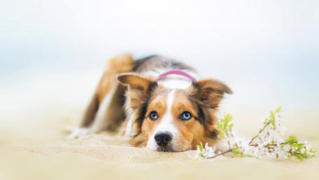Adorable Australian Shepherd on Sandy Beach wallpaper