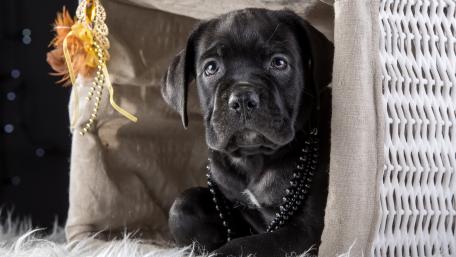 Charming Black Dog in Cozy Indoor Setting wallpaper