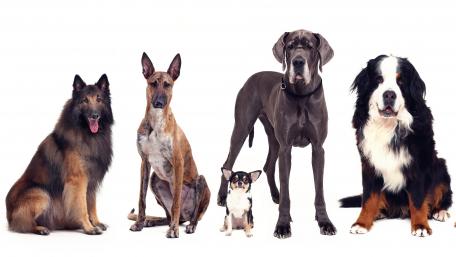 Diverse Dog Breeds Showcase in One Image wallpaper