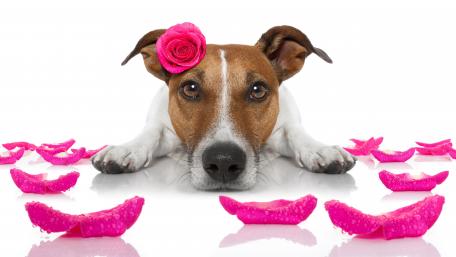 Cute Jack Russell with Flower on Its Head wallpaper