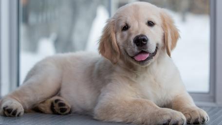 Golden Retriever puppy wallpaper