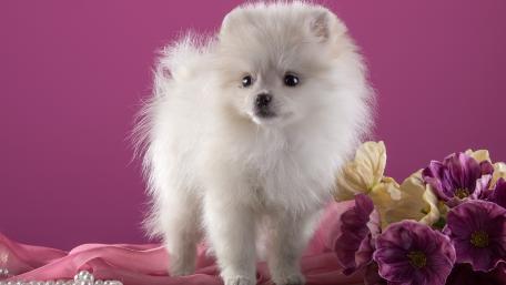 Charming White Pomeranian Puppy Wallpaper wallpaper