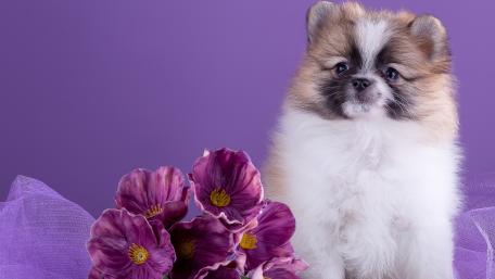 Charming Pomeranian Puppy with Flowers wallpaper