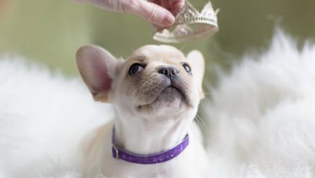 French bulldog puppy wallpaper