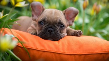 Puppy French bulldog wallpaper