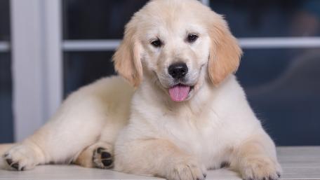 Adorable Golden Retriever Puppy Wallpaper wallpaper