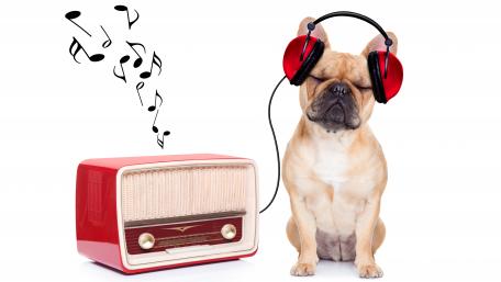 Musical Bulldog Bliss wallpaper