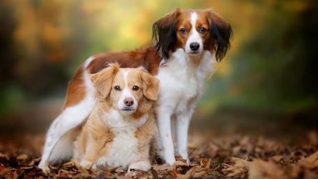 Adorable Kooikerhondje Pair in Nature Light wallpaper