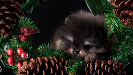 Adorable Pomeranian Puppy in a Festive Wreath wallpaper