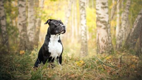 Majestic American Staffordshire Terrier in Nature wallpaper