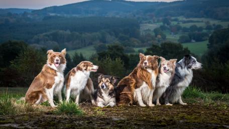 Loyal Companions Gathered Together wallpaper