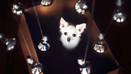 Charming White Dog in a Box wallpaper