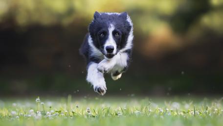 Joyful Border Collie in Midair Leap wallpaper