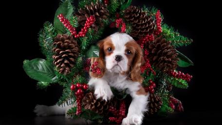 Adorable Cavalier King Charles Spaniel Puppy for Christmas wallpaper