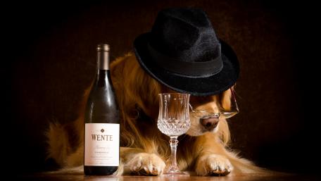 Stylish Dog Enjoying a Sip of Wine wallpaper