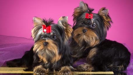 Charming Yorkshire Terriers with Bows Showcase Their Cutest Side wallpaper