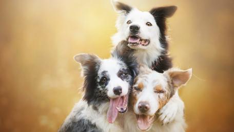 Joyful Border Collies in a Sunlit Meadow wallpaper