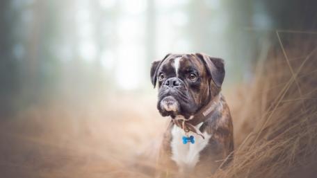 Boxer Dog in a Serene Forest Setting wallpaper