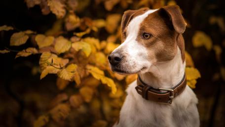 Autumn Serenity with a Playful Dog wallpaper