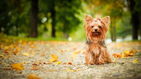 Yorkshire Terrier wallpaper