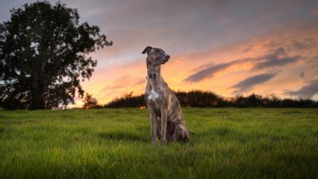 Majestic Dog Against an Evening Sky wallpaper