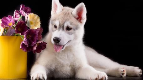 Adorable Siberian Husky Puppy with Flowers wallpaper