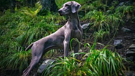 Weimaraner dog wallpaper