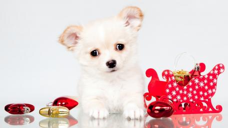 Adorable Chihuahua Puppy with Festive Decor wallpaper