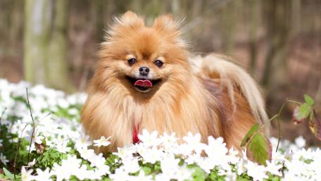 Cute Pomeranian Surrounded by Flowers in Nature wallpaper