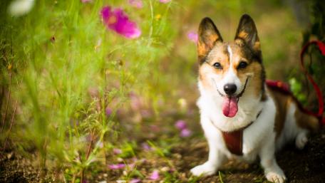Charming Pembroke Welsh Corgi in Blooming Garden wallpaper
