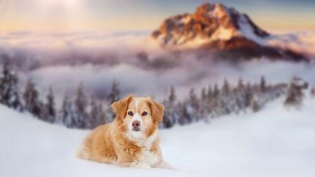 Majestic Canine in the Snowy Mountains wallpaper