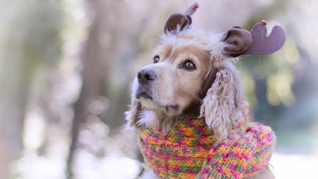 Festive Cocker Spaniel in Scarf and Antlers wallpaper